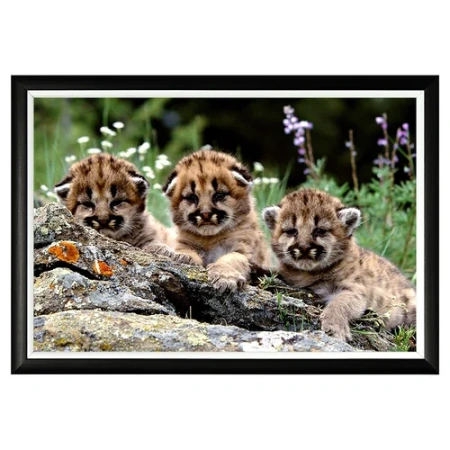 Арт-постер «Котята пумы»