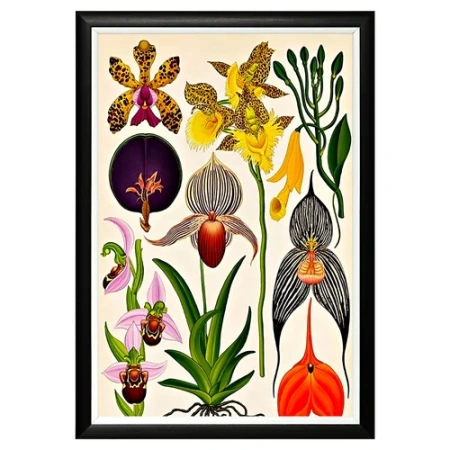 Арт-постер «Гербарий. Орхидеи»